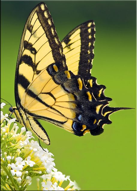 Butterfly Pictures 02 Butterfly Pictures
