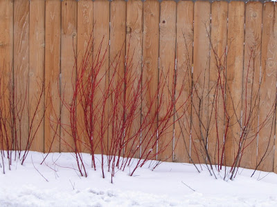 Transplant+red+twig+dogwood+bush