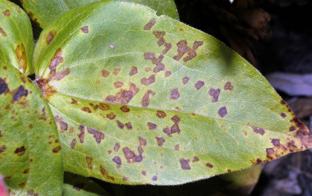 University of Delaware Cooperative Extension, Kent Co