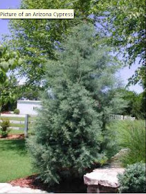 Ligustrum Japonicum Amur Common Privet Curlyleaf Ligustrum