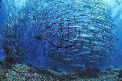 Shoal Of Fishes