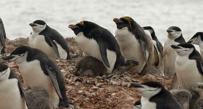 Gentoo_Penguins_Elephant_Island_15