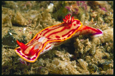 Nudibranch_Amazing_Sea_Slugs_7