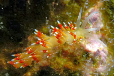 Nudibranch_Amazing_Sea_Slugs_4