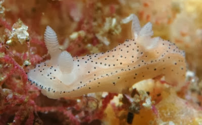 Nudibranch_Amazing_Sea_Slugs_6