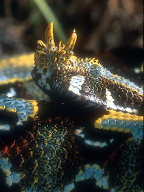 Rhinoceros Viper (Bitis nasicornis) Rhinoceros Viper (Bitis nasicornis)