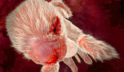 Embryotic_Animal_Pictures_7