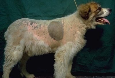 adrenal gland issues in dogs adrenal gland issues in dogs