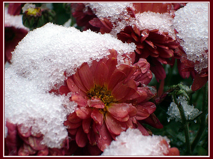 [Flower_under_snow_by_Natacha_colmez.jpg]