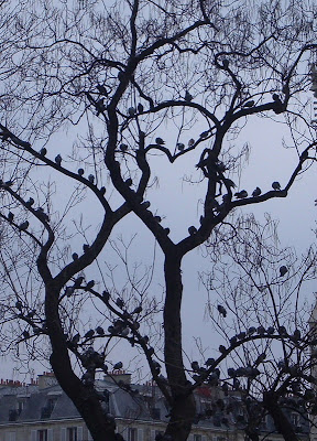 tree birds pigeons leaves winter silhouette natacha colmez