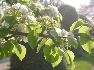 cherry tree flower natacha colmez