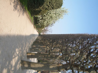 jardin plantes tree natacha colmez