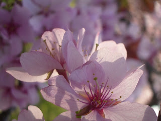 pink tree cherry flower natacha colmez