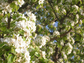 cherry tree flower natacha colmez