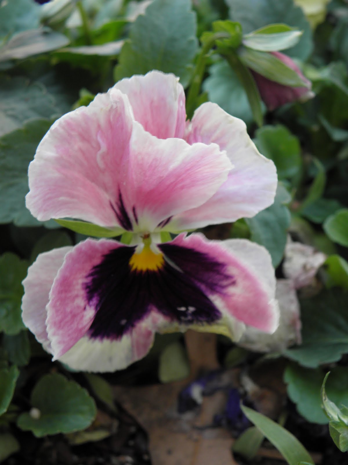 [Super+Bowl+017.JPG]