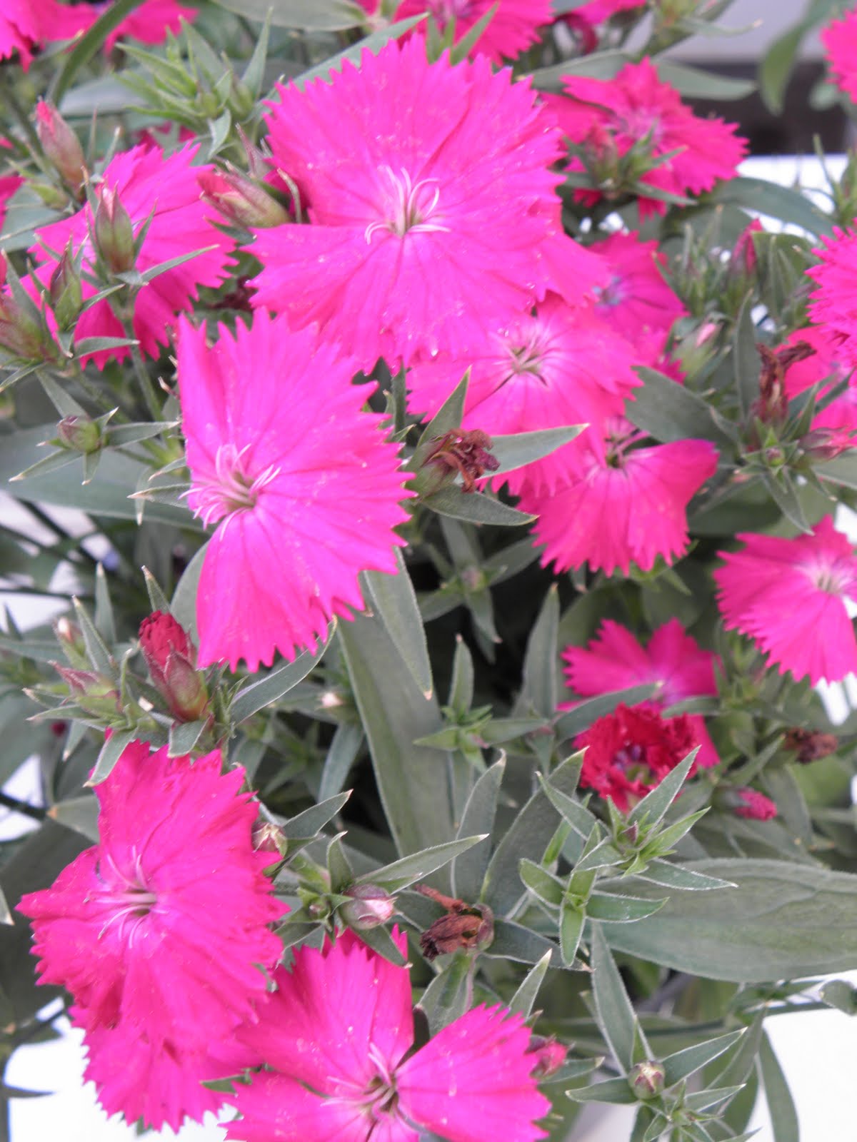 [Target+Mar+flowers+025.JPG]