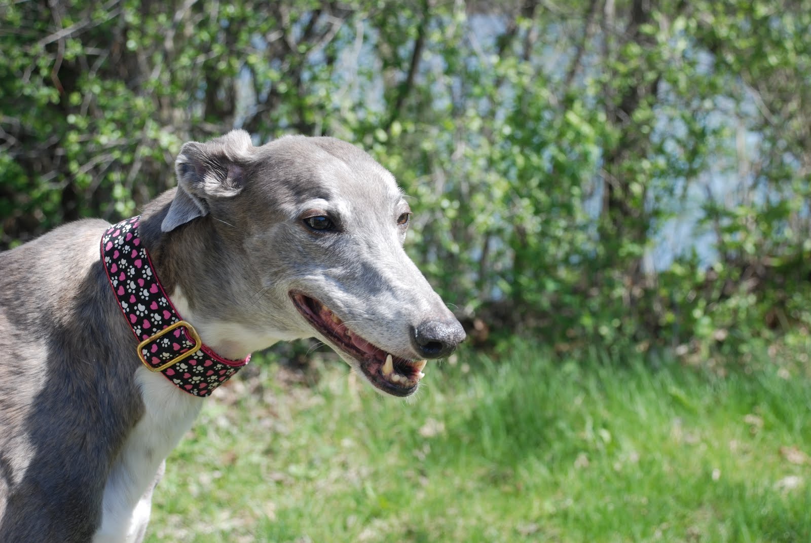 Are Greyhounds Good Hiking Dogs