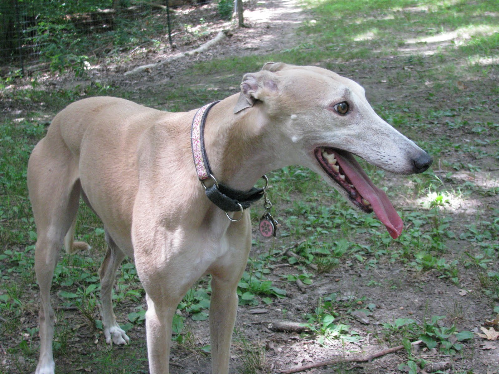 German Greyhound