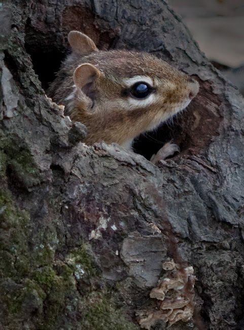 [Chipmunk-In-Rotted-Tree.jpg]