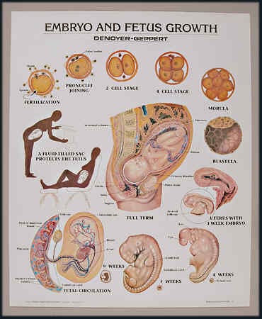 pregnancy calendar weekly