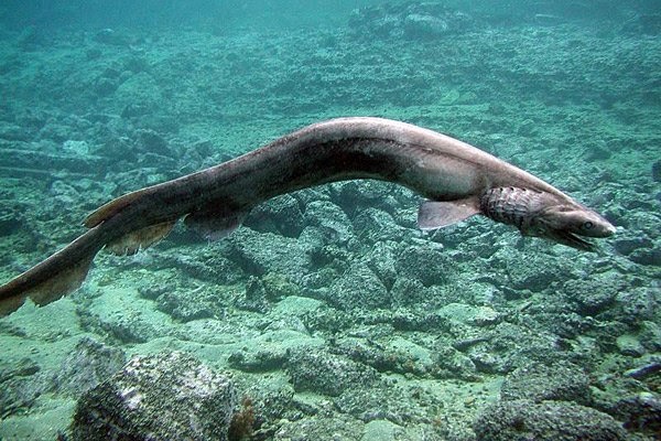 [bearded dragon shark]
