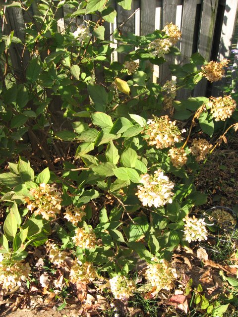 The Alchemist Frozen Hot Chocolate