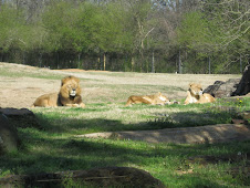Zoo Pics