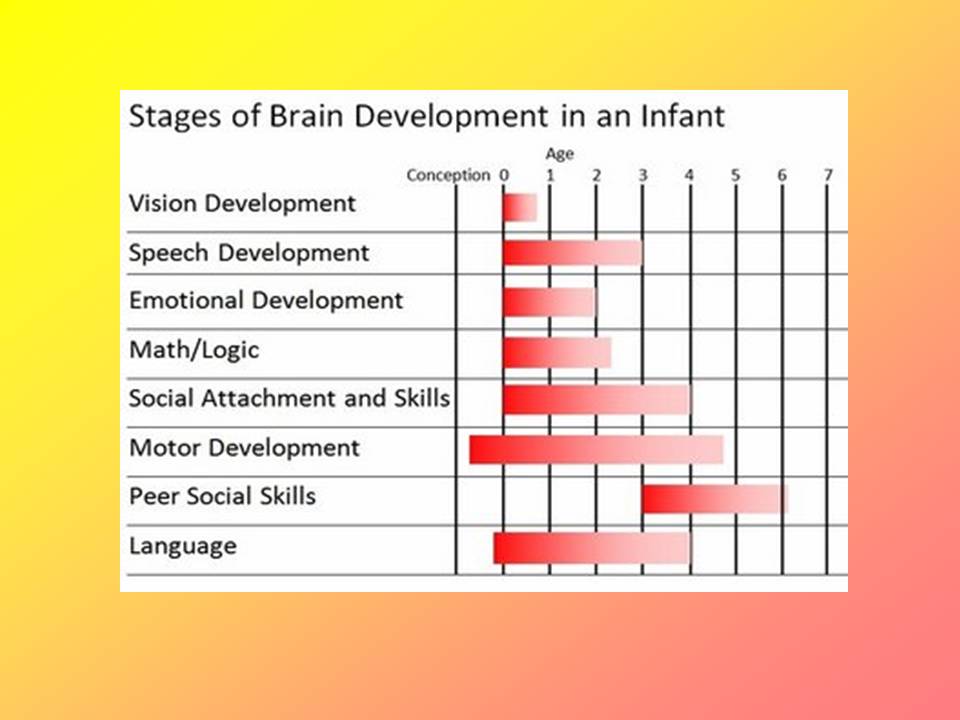 infant brain development