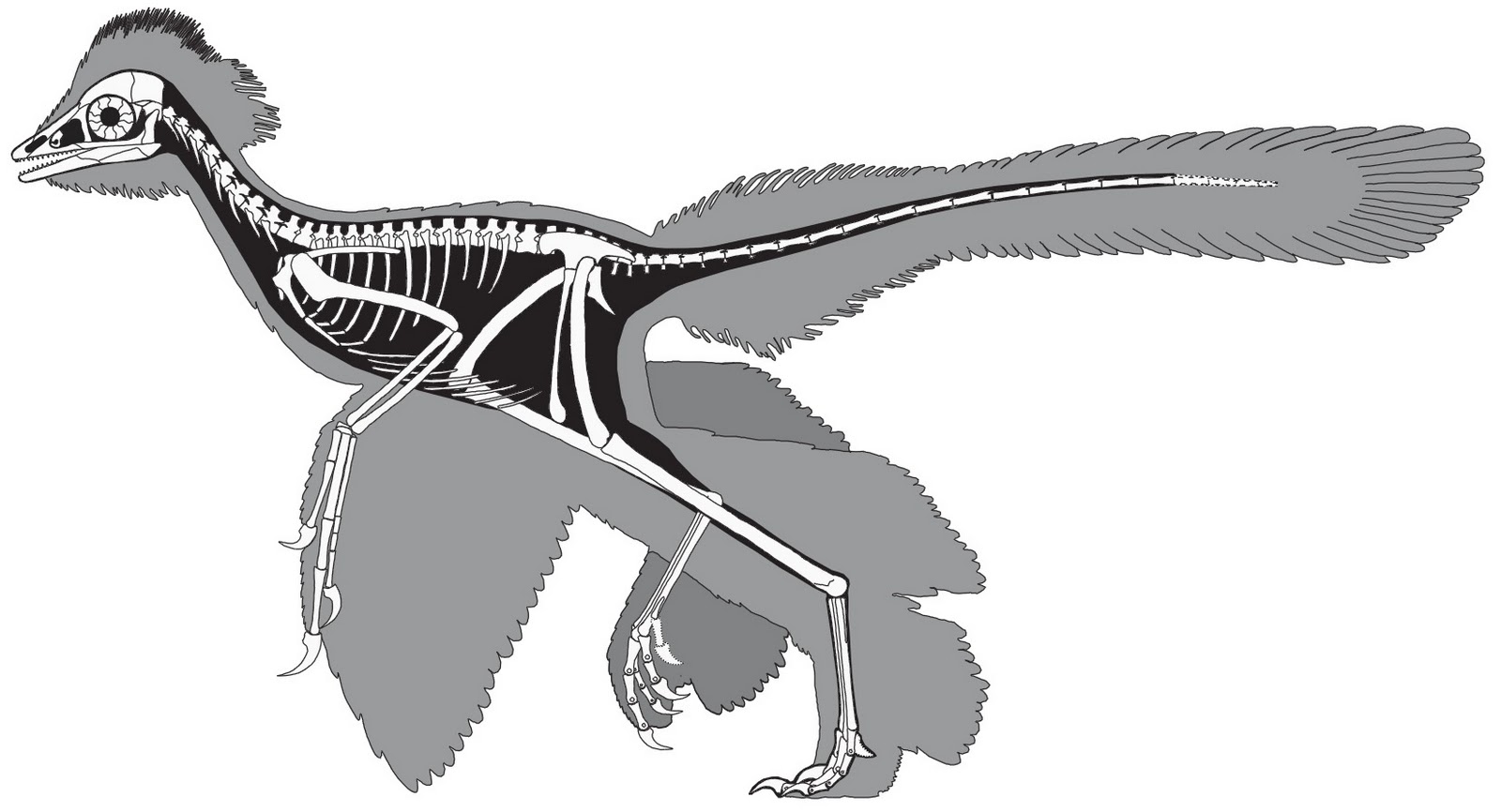 Anchiornis_huxleyi2.jpg