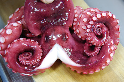 Tako The Octopus