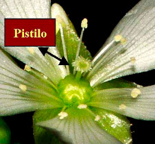 Pistilo