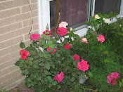 Roses 2010