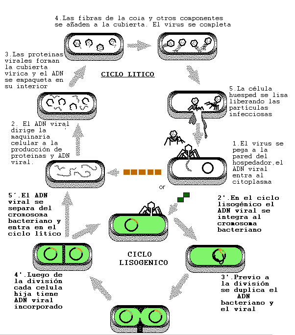 CICLO DE REPRODUCCIÓN DEL VIRUS