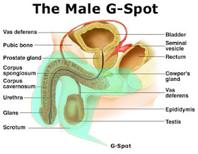 Where Is A Guys G Spot