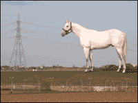 200ft high horse