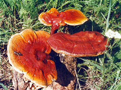 then made into a drink,