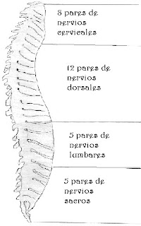 Los dolores en los riñones a nagibanii las causas