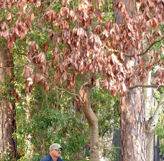 THE CAPTAIN'S BLOG Red Bay Trees Losing Battle.