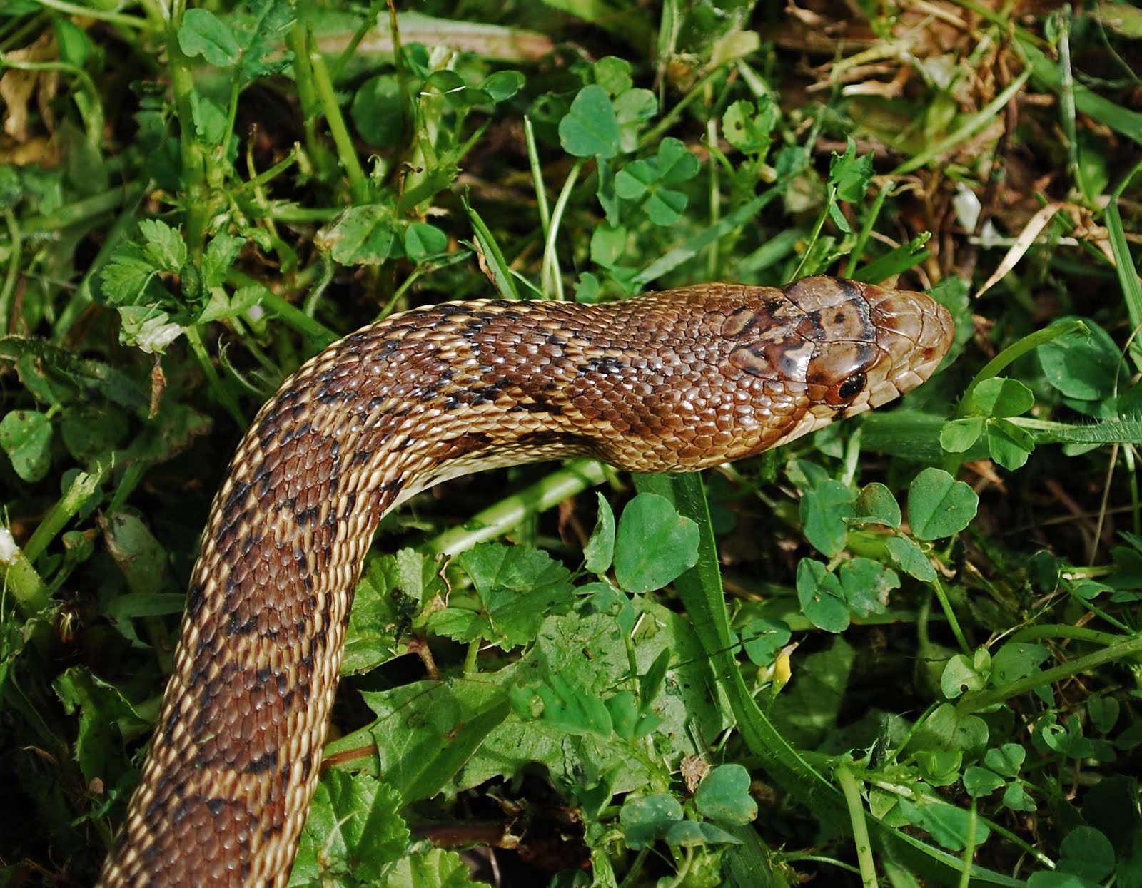 Snakes+With+Triangle-Shaped+Heads Snakes With Triangle Shaped Heads http://dipperanch.blogspot.com/2010 ...