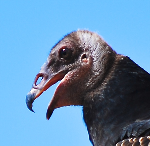 Dipper Ranch Vultures on the Barn