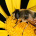 Actúa YA! con la emergencia mundial por las abejas