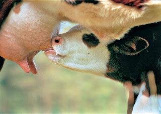 ENCUENTRAN PROTEINA LACTANCIA encuentran proteina lactancia: