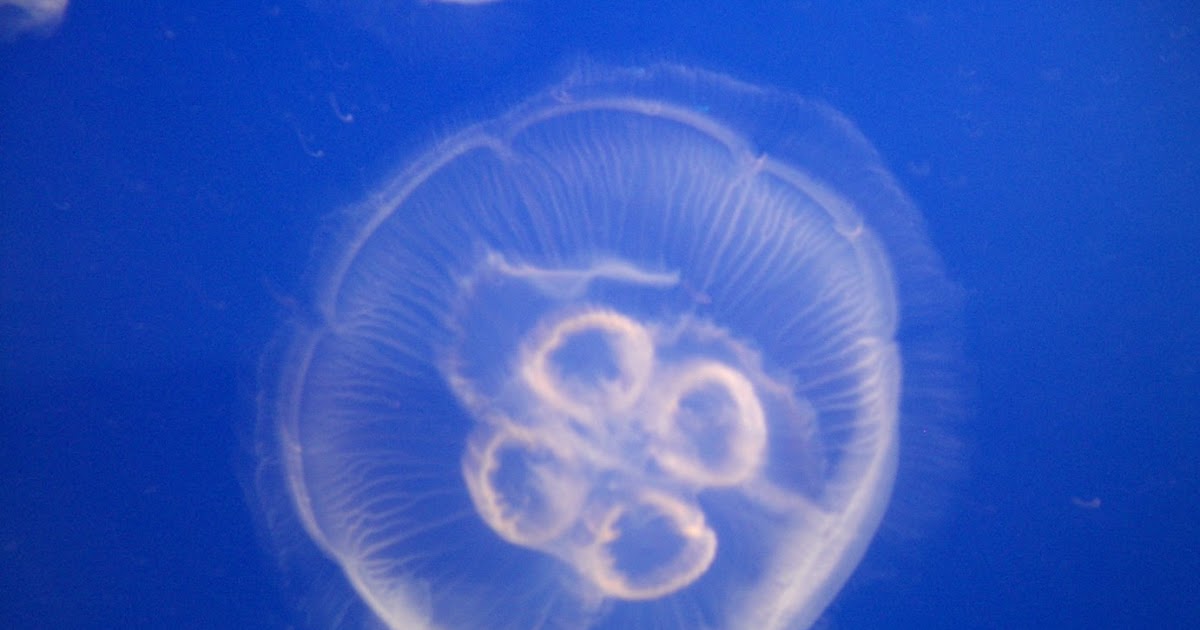 Cnidaria Internal Transport