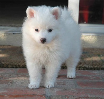 American Eskimo Puppies on Dog Breed Gallery American Eskimo Dog Breeds