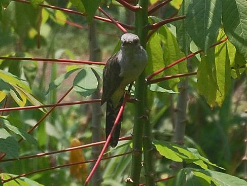 Berbagi Rasa Sejuta Ilmu Kedasih Si Pembawa Berita Kematian Yang
