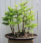 Larch Forest