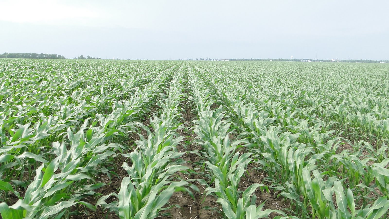 Johnson Family Farms Corn growing weather...
