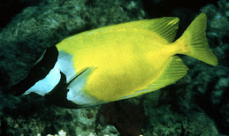 Rabbit Fish