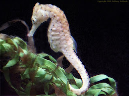 Spotted Sea Horse