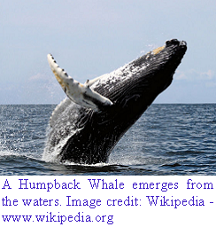[Humpback+Whale.PNG]